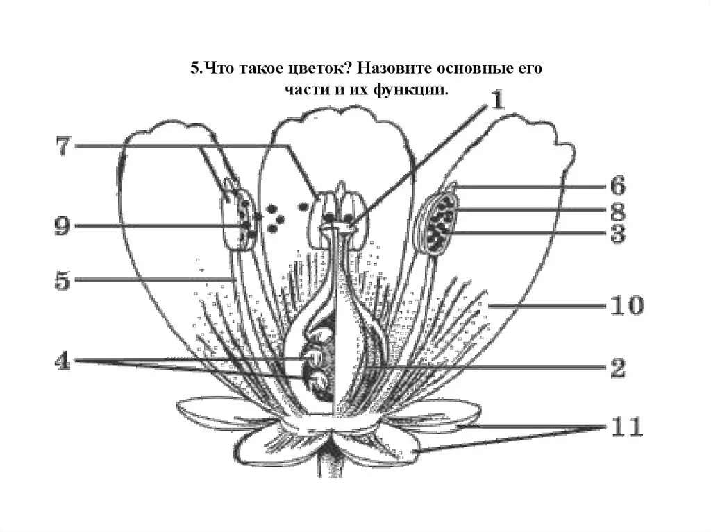 Проверочная строение цветка 6 класс. Строение цветка биология 6. Строение цветка 6 класс биология. Схема строения цветка 6 класс биология. Контрольные работы по биологии по теме цветок