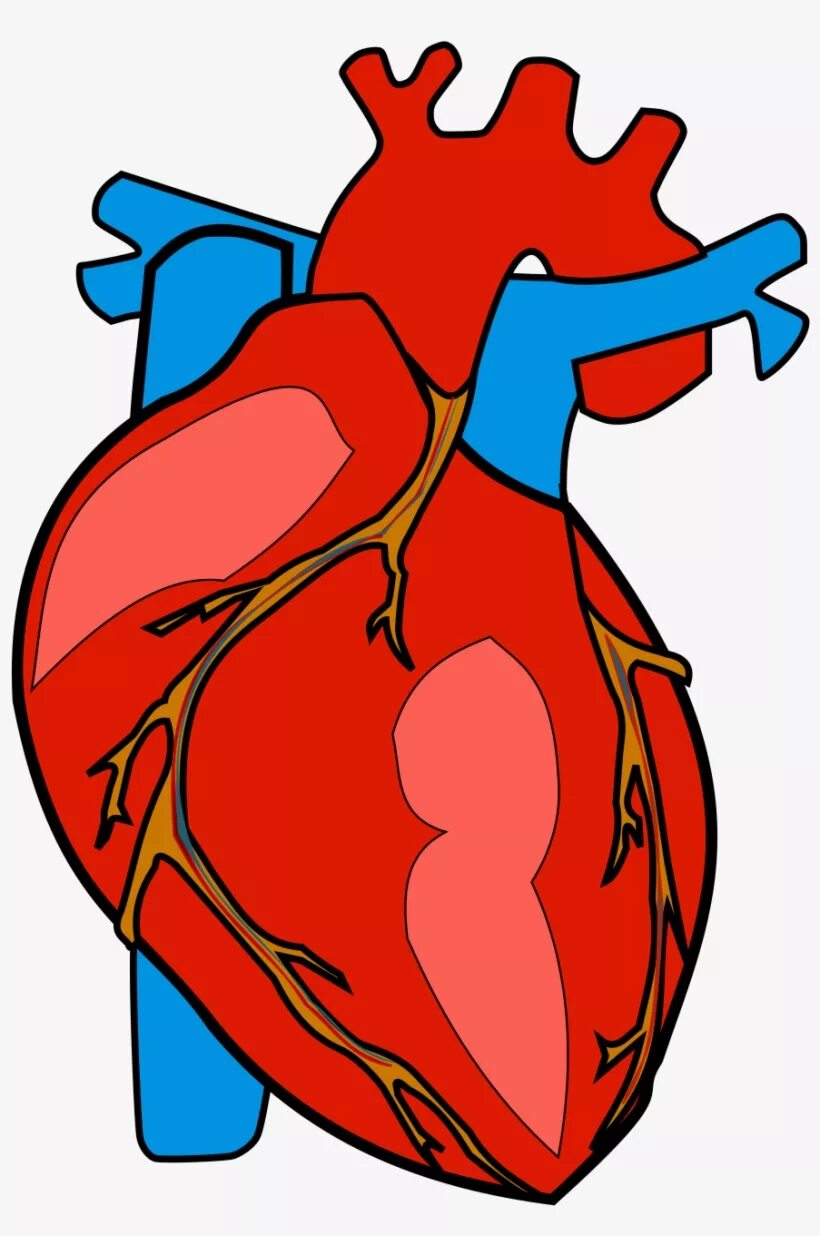 Орган сердце человека рисунок. Сердце.