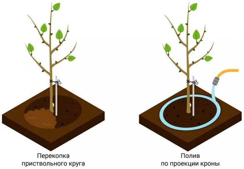 Можно посадить черешню. Приствольный круг яблони. Приствольный круг груши. Схема приствольного круга плодовых деревьев.