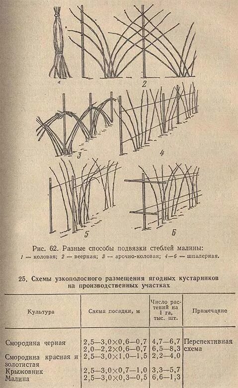 Схема посадки ремонтантной малины. Схема посадки малины в один ряд. Посадка малины расстояние. Посадка малины расстояние. Посадка малины расстояние.