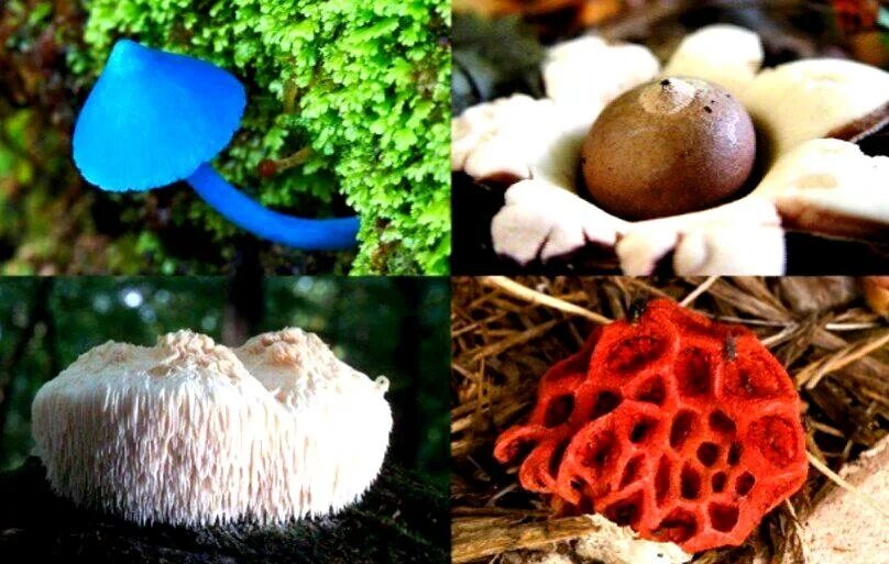 Barbie Pagoda Fungus :) very pretty #nature #Photography #Makeup #Quotes #Light 