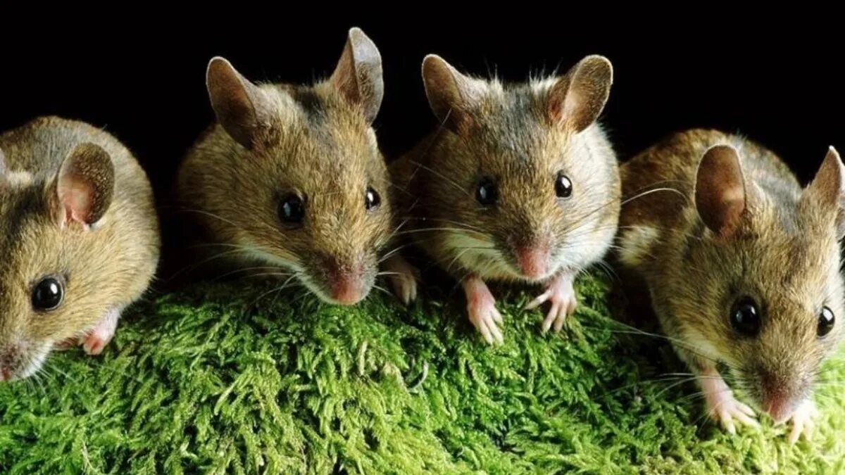 Мышь картинка. Мышевидные Грызуны. Много мышей. Увеличение численности мышевидные Грызуны.