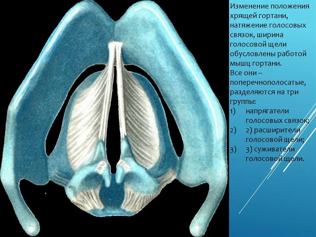 На рисунке изображены различные положения голосовых связок. Строение голосовых складок. Голосовые складки находятся в.