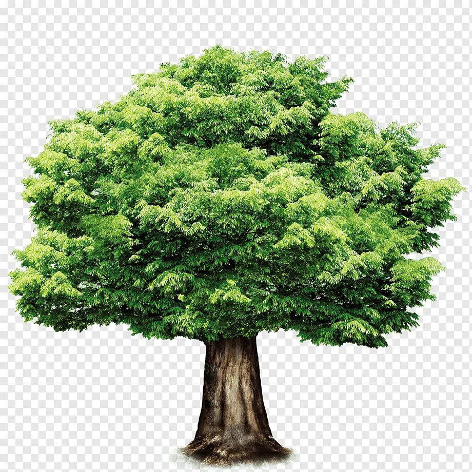 Дерево картинка на прозрачном фоне. Дерево зеленое. Красивое зеленое дерево. Дерево на прозрачном фоне. Дерево с зеленой кроной.