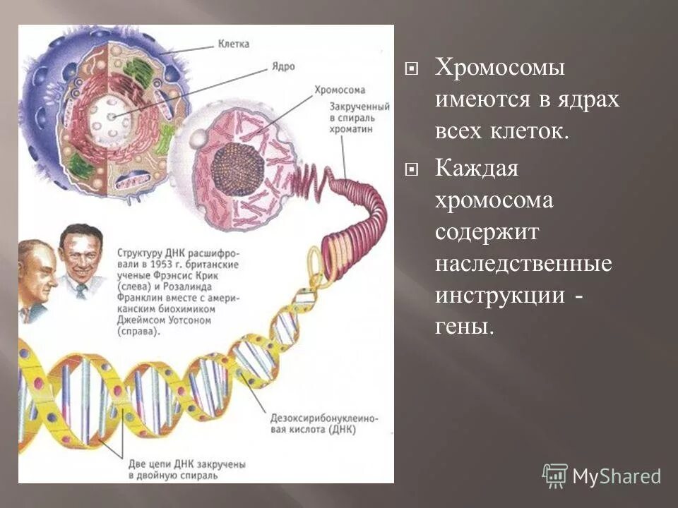 характеристика клетки содержит хромосомы