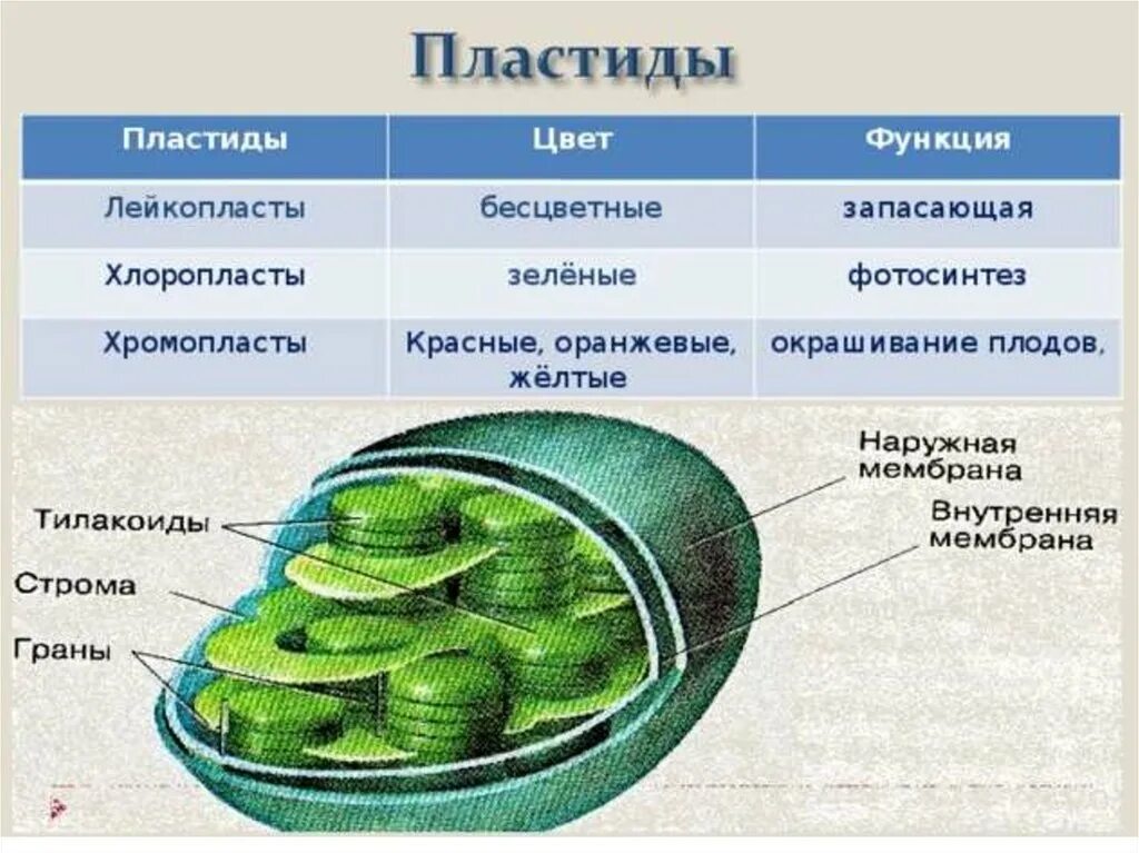 Пластиды хлоропласты строение. Пластиды клетки строение и функции. Строение хлоропласта 10 класс. Какая функция пластид