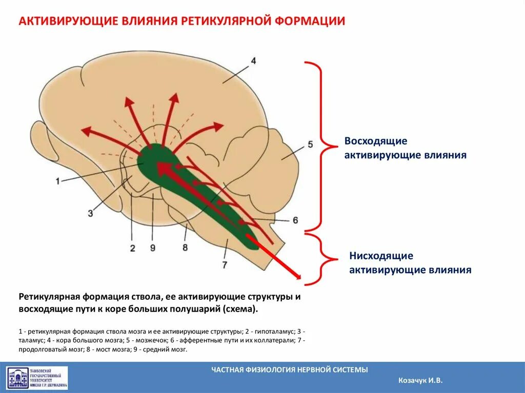 Строение ретикулярной формации схема. Восходящая ретикулярная активирующая система мозга. Коллатерали ретикулярной формации. Схема активирующей ретикулярной формации.