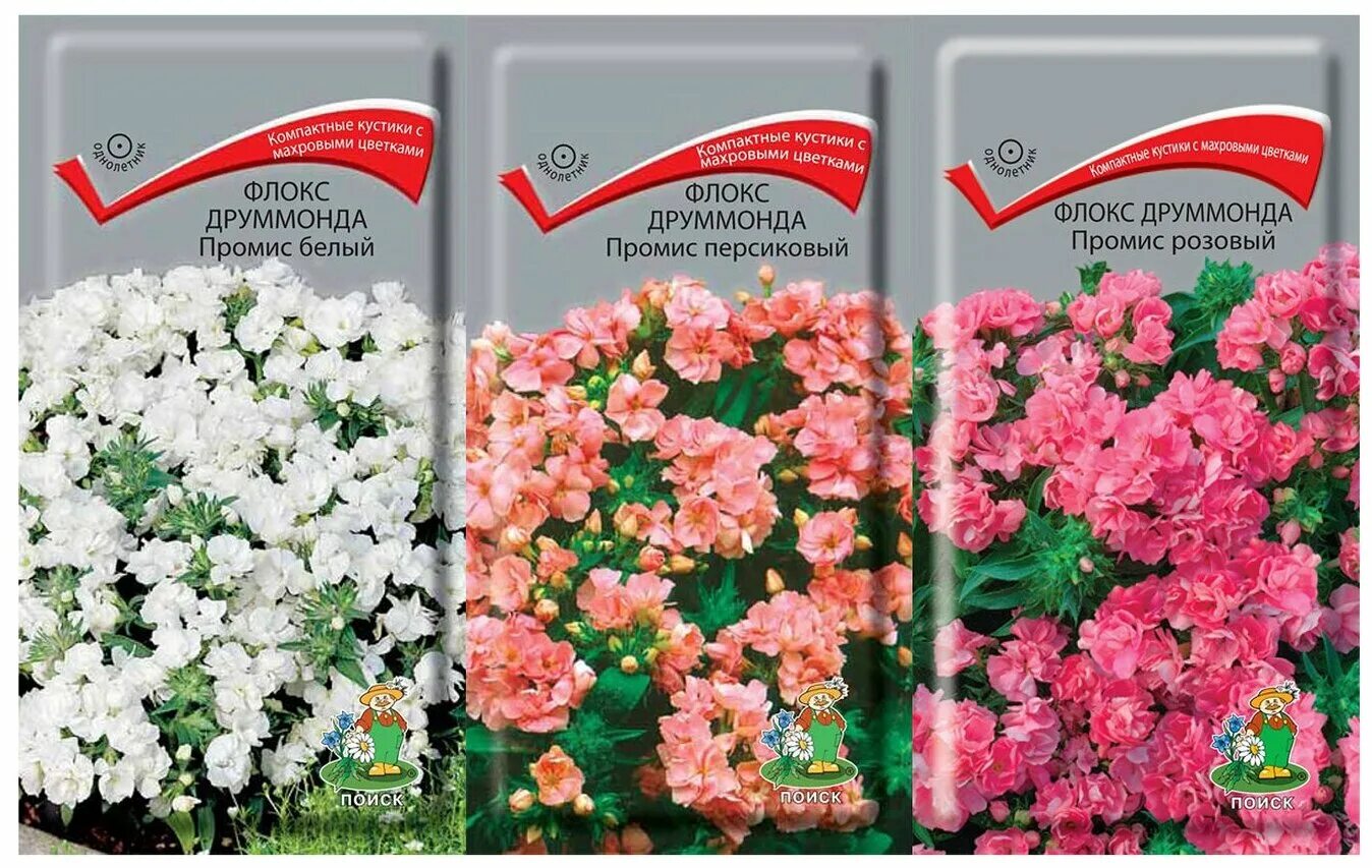 флокс мистер икс. посадка флокса друммонда семенами в открытый грунт. флокс друммонда звездный. семена флоксов многолетних. семена однолетних флоксов.