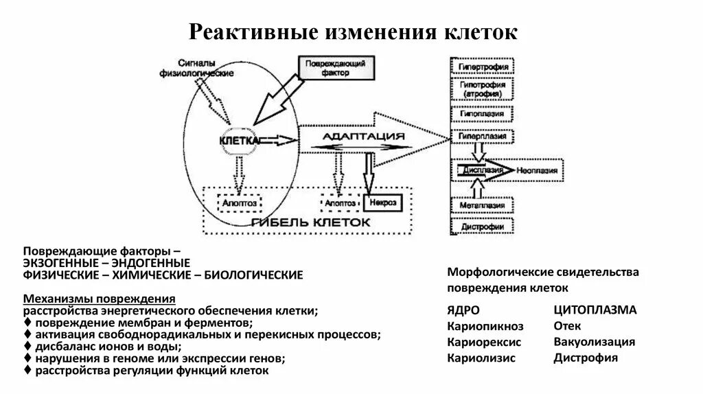 Реактивные изменения клеток. Клетки эпителия с реактивными изменениями. Реактивные изменения клеток эпителия связанные с воспалением. Реактивные изменения клеток плоского. Клетки с признаками реактивных изменений