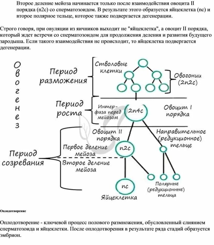 Процесс формирования женских клеток