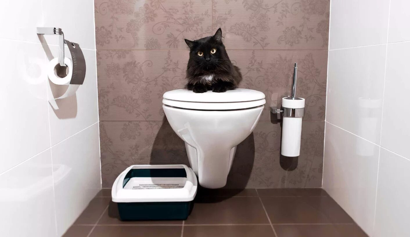 Можно в туалет заходить. Унитаз для кошек. Кошачий туалет на унитаз. Кот на туалете лотке. Лоток для туалета для кошек.