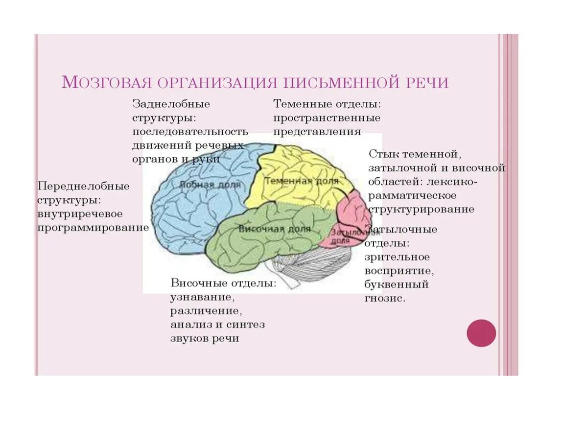 Теменная область поражения. Мозговая организация речи таблица. Мозговая организация процесса письма. Мозговая организация речевой функции.. Мозговая организация письменной речи.