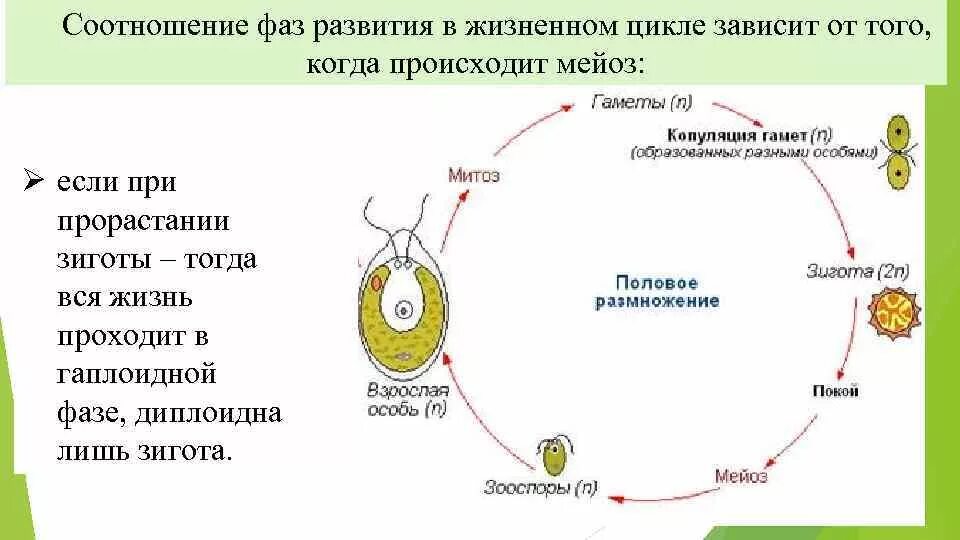 Мейоз в жизненном цикле организмов