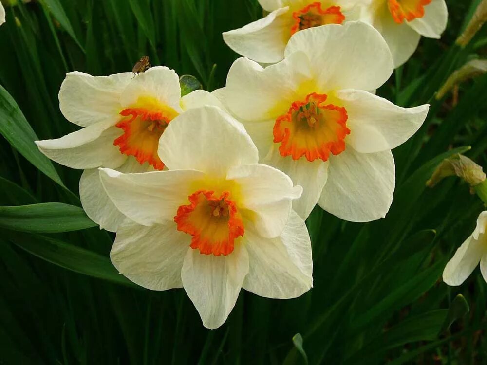 Нарцисс Долли Моллинджер. Нарцисс цветок. Нарцисс Вирджиния Санрайз. Нарцисс (растение). Нарциссы крупно фото