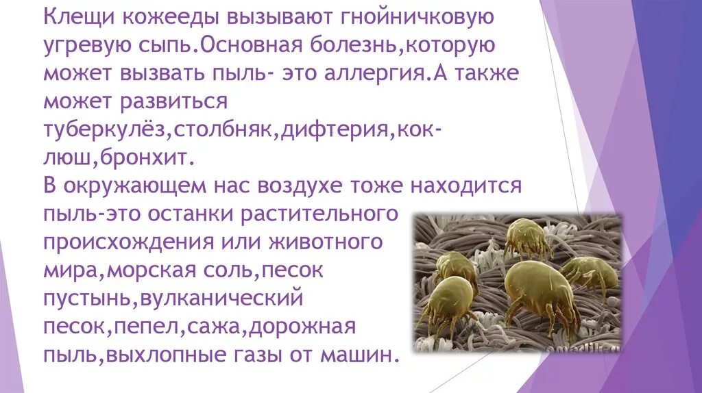 Пыль вызывает заболевание. Влияние пыли на здоровье. как пыль влияет на здоровье человека. борьба с кожеедами.