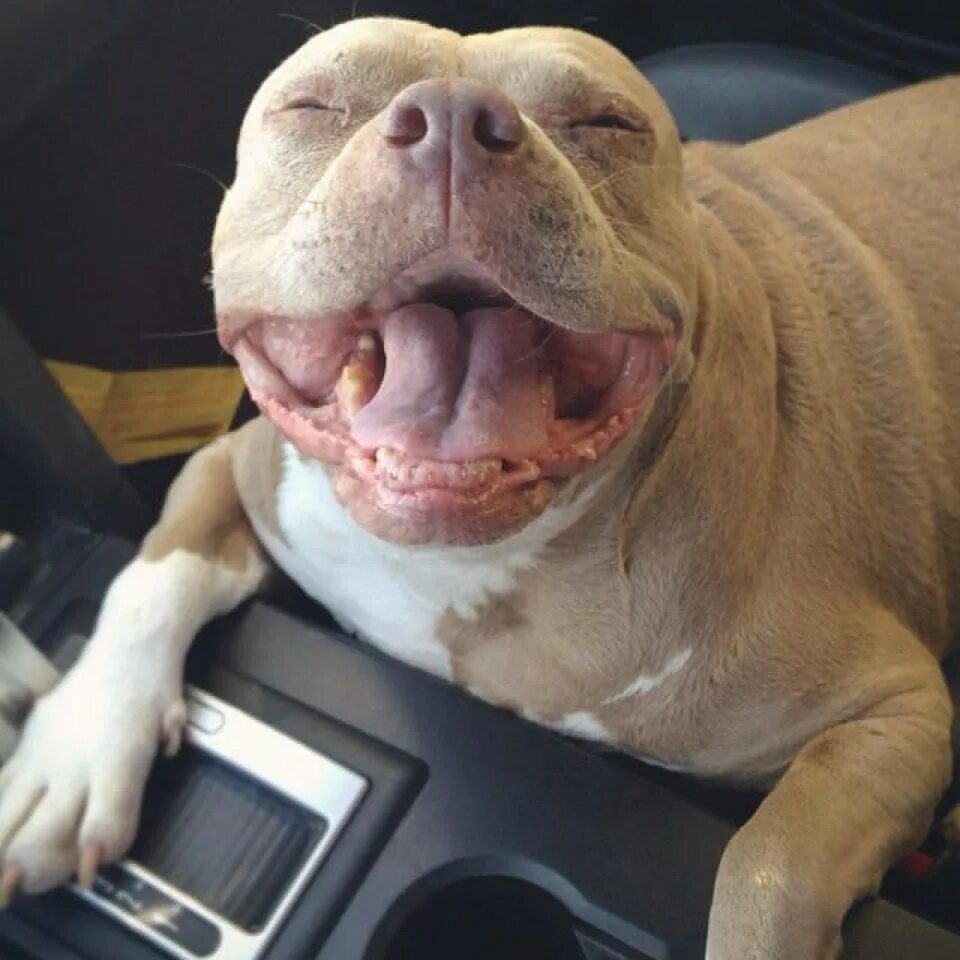 Бойцовский бультерьер. Американский питбультерьер зубы. Питбуль зубы. Питбуль зубы. Питбуль зубы.