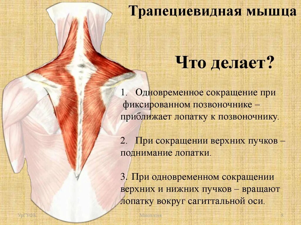 Трапециевидная функция. Трапециевидная мышца и 7 шейный позвонок. Трапециевидная мышца спины. Трапециевидная мышца анатомия. Места прикрепления трапециевидной мышцы.