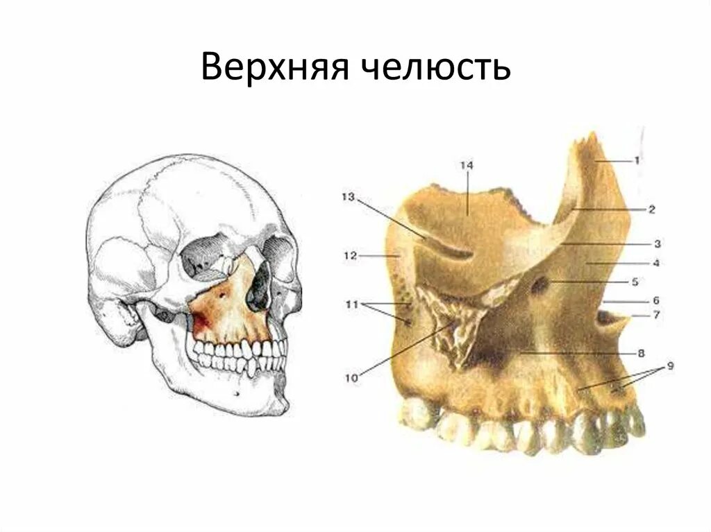 Верхняя челюсть кость строение. Верхнечелюстная кость снизу. Нижняя челюсть кость черепа анатомия. Верхняя челюсть кость анатомия человека.