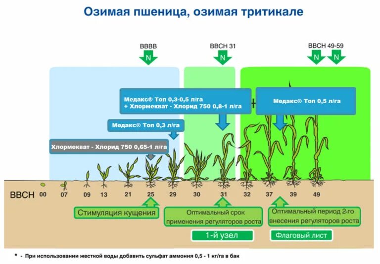 Последовательность увеличения биологической продуктивности природных зон. Подкормка озимой пшеницы удобрениями. Фазы развития кукурузы схема. Листовая подкормка пшеницы карбамидом. Фаза 3 листа у озимой пшеницы.