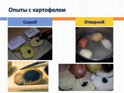Есть ли в луке крахмал опыт