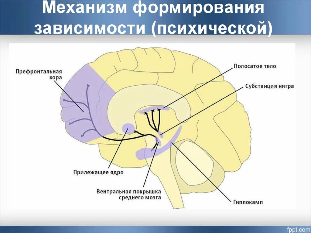 Серотонин в цнс