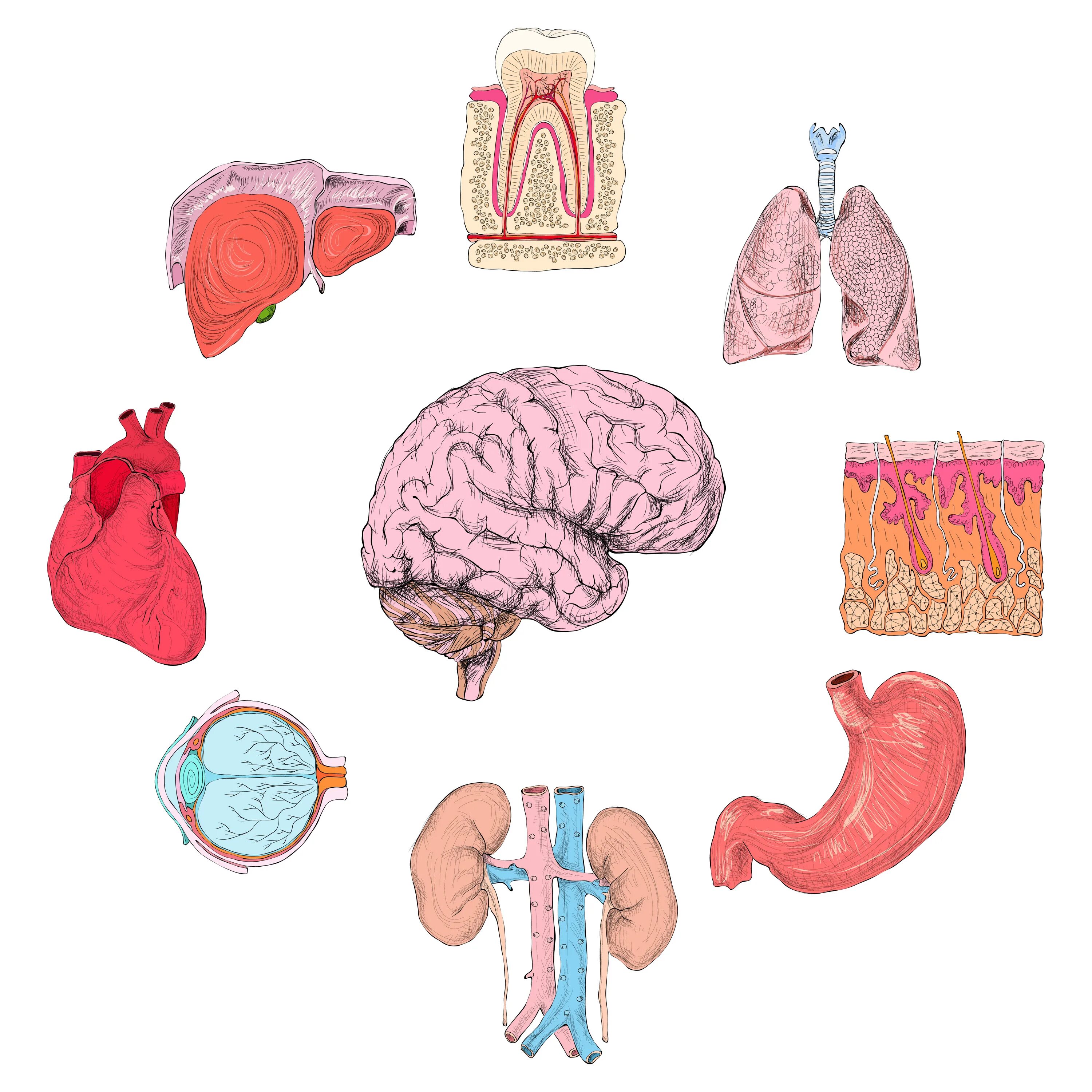Желудок легкие мозг. Органы человека. Органы человека по отдельности. Человеческие органы иллюстрация. Рисунки органов человека по отдельности.