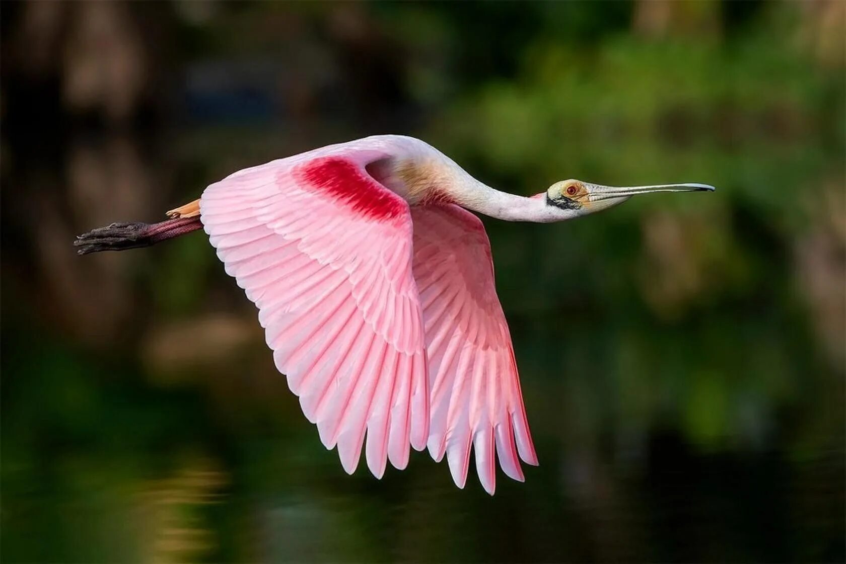 Оперение ее переливалось лимонным и розовым цветом. Roseate Spoonbill. Колпица Ибис. Колпица Райская птица. Розовая колпица в Северной Америке.