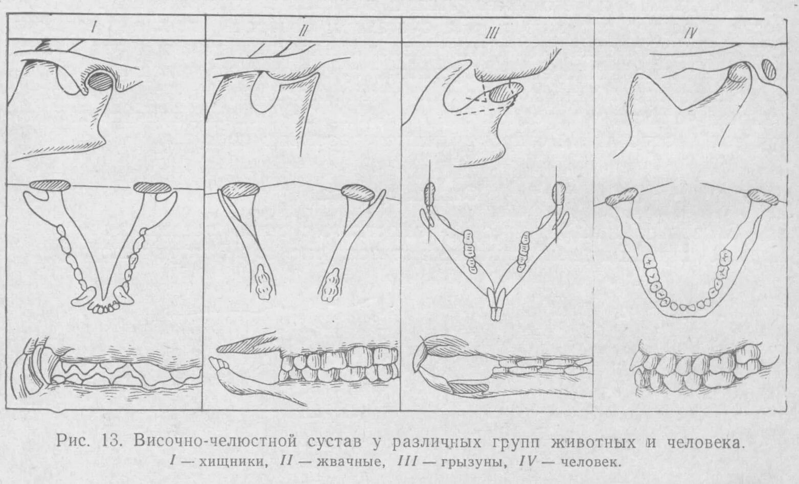 Подвижное соединение челюстей. Суставной бугорок ВНЧС. ВНЧС движение нижней челюсти. Сустав нижней челюсти анатомия. Височно верхнечелюстной сустав анатомия.