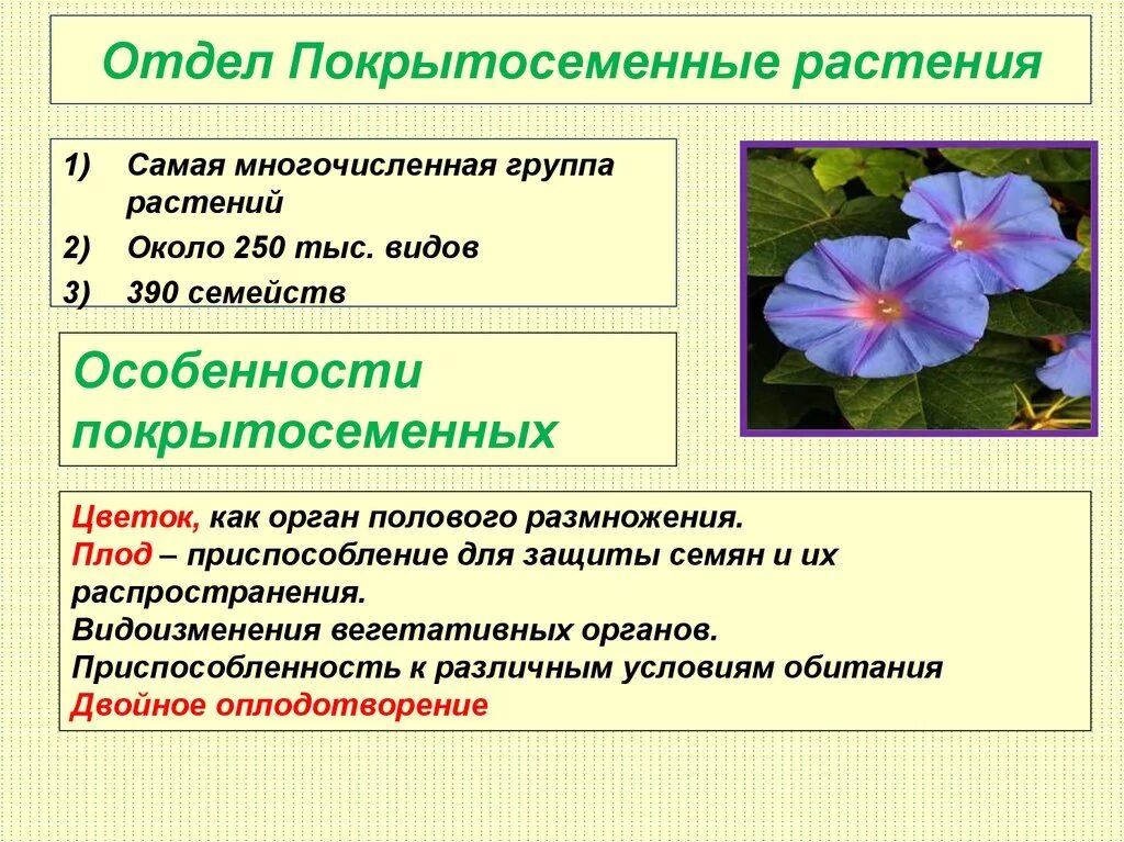 Урок покрытосеменные. Отдел Покрытосеменные Однодольные и двудольные. Двудольные Покрытосеменные растения. Общее строение покрытосеменных растений. Признаки однодольных покрытосеменных растений.