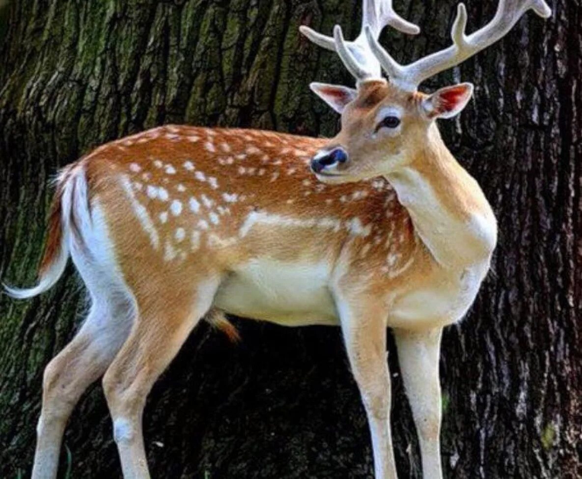 в уссурийских лесах живет удивительный олень. уссурийский пятнистый олень. дальневосточный пятнистый олень. пятнистый олень оленята. ильменский заповедник пятнистый олень.