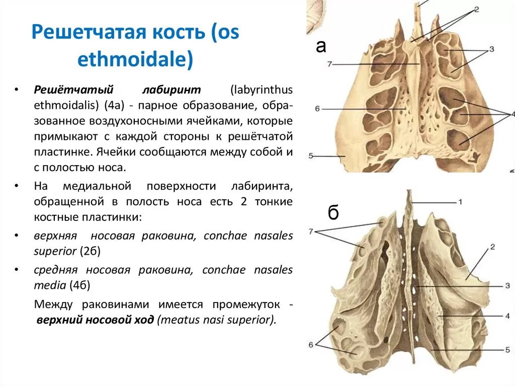 решетчатая кость черепа анатомия строение. решетчатая кость строение анатомия.