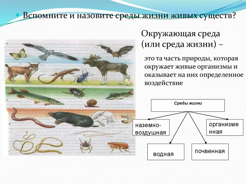 Животные из каждой среды обитания. Среды обитания живых организмов. Среды жизни. Среда обитания среда жизни. Название среды обитания живых организмов.