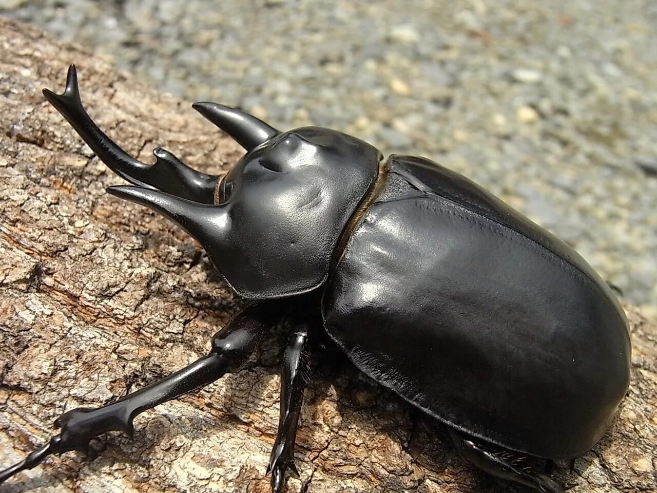 Большой черный жук. Жук черный водолюб. Жук актеон. Большой черный жук. Жук большой черный водолюб.