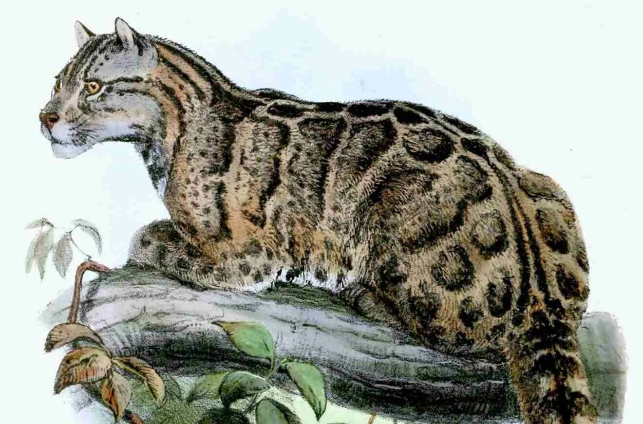 Тайваньский дымчатый леопард. Дымчатый леопард ареал. Формозский дымчатый леопард.