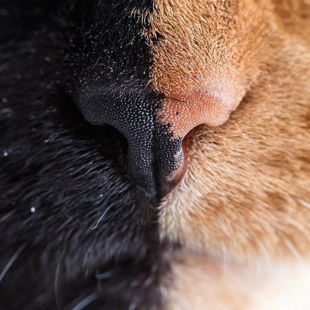 Мокрый нос у кота. Нос кошки под микроскопом. Холодный мокрый нос у кошки.