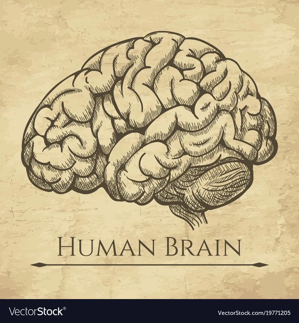 Мозг гравюра. Мозг рисунок. Мозг старинная гравюра. Мозг эскиз.