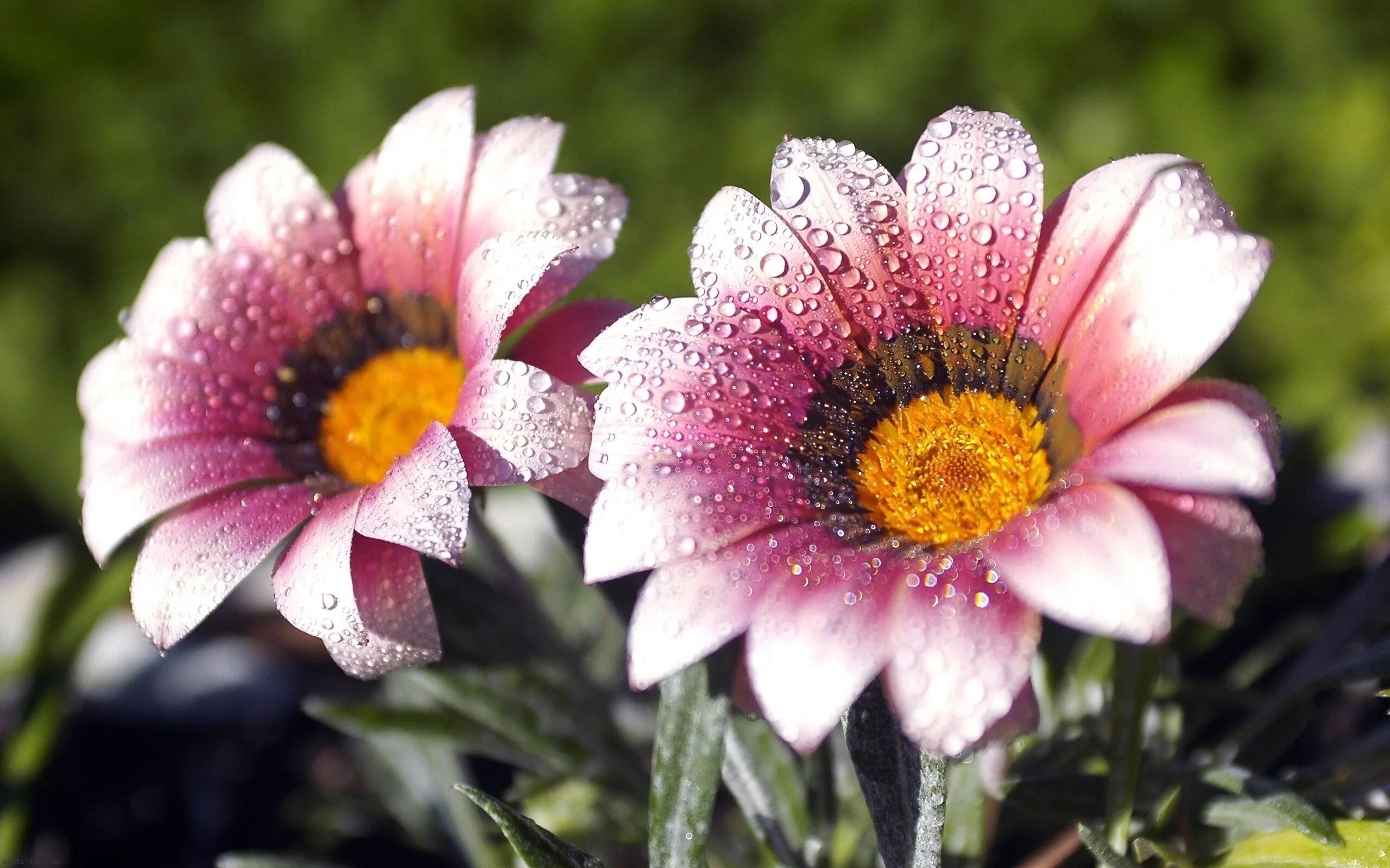 I a beautiful flower. Красивые цветы. Картинки на рабочий стол цветы. Красивые растения. Цветы Макросъемка.