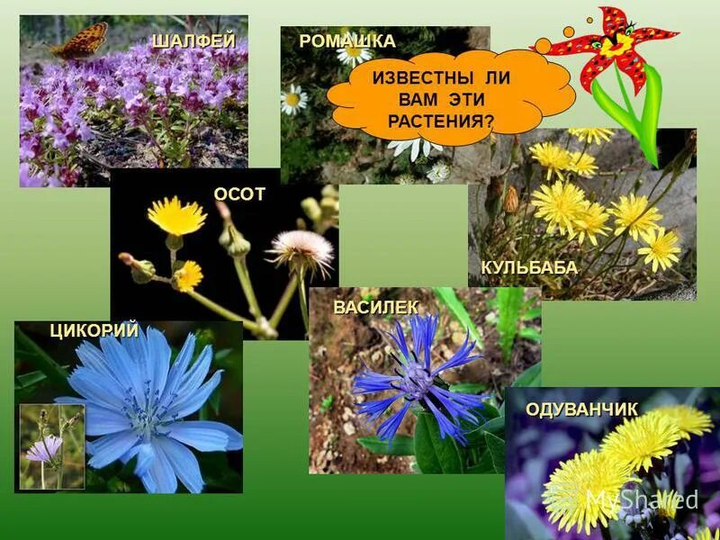 Обитатели луга. Названия растений луга которые похожи на животных. Растения которые растут на лугу. Названия растений луга которые похожи на животных. Цветы которые растут на лугах.