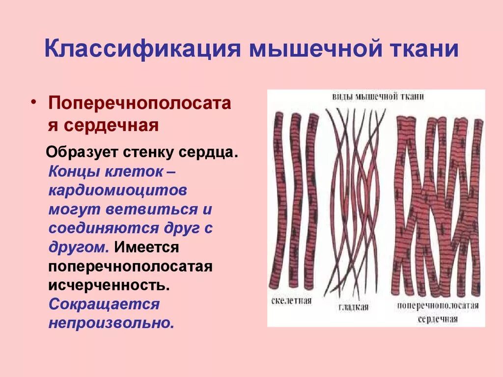 Мышечная ткань характеризуется. Клетки поперечно-полосатой сердечной мышечной ткани. Поперечнополосатая мышечная ткань ткань образует. Поперечно-полосатой мышечной тканью образованы мышцы. Классификация мышечной ткани гистология.