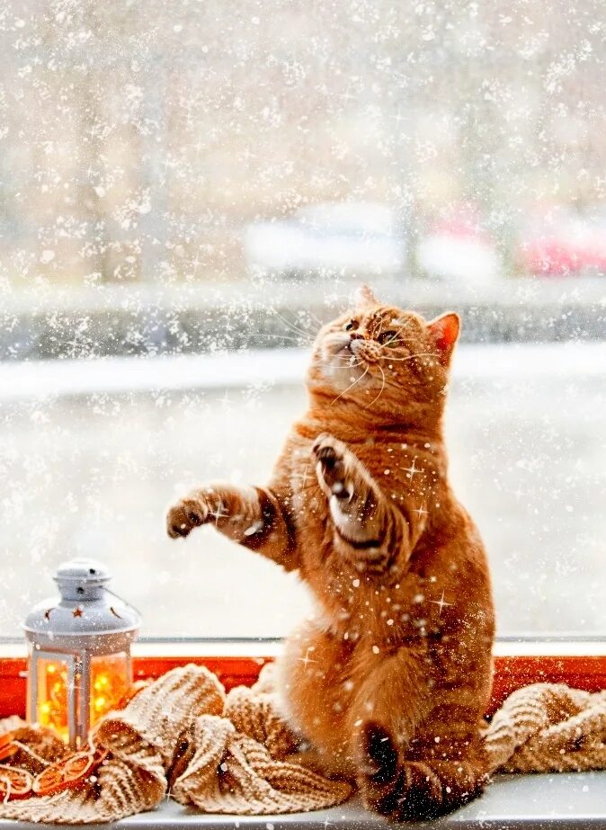 Снежное утро. Доброе зимнее утро. Зимние котики. Доброе утро снег.
