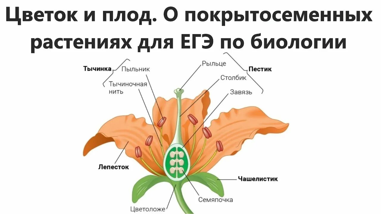 Строение цветка ЕГЭ. Строение цветка ЕГЭ биология. Цветок ЕГЭ. Цветок ЕГЭ биология.