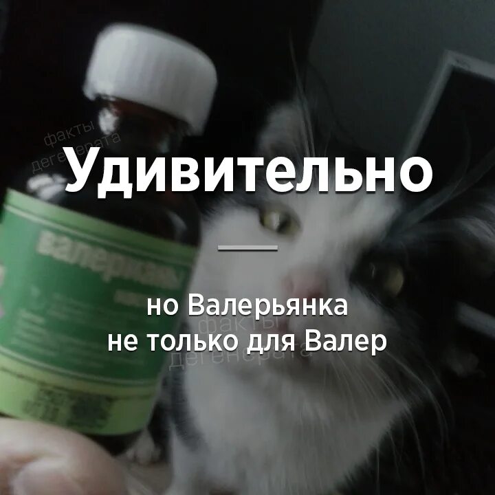 Валерьянка. Кот и валерьянка. Валерьянка для котов. Валерьянка и коты и кошки. Дают ли собаке валерьянку