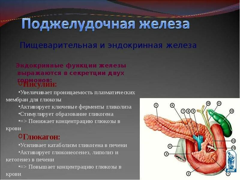 Пищеварительная система пищеварительные железы. Железы пищеварительной системы презентация. Пищеварительные железы кишечника. Крупные пищеварительные железы. Строение и функции пищеварительных желез