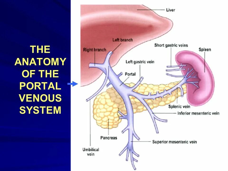 Кровь через печень. Система воротной вены анатомия. Портальная Вена анатомия. Воротная система печени анатомия.