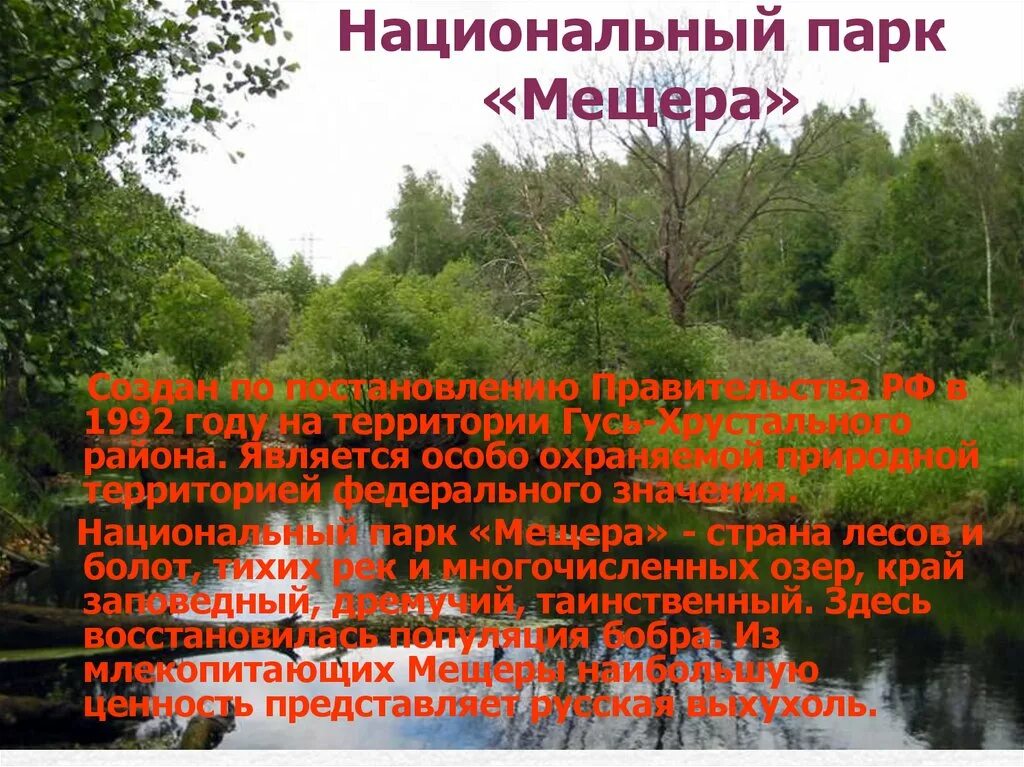 Природная зона владимирской области. Заповедник Мещера Владимирская область. Растения национального парка Мещера. Рассказ национальный парк Мещера Владимирская область. Национальный парк Мещера территория.