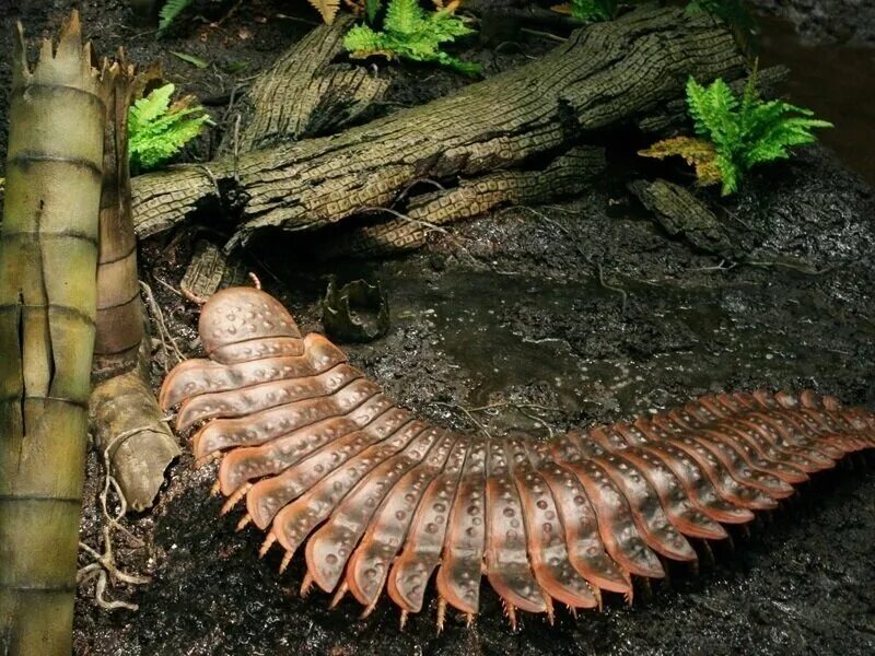 Многоножка Arthropleura. Артроплевра Палеозойская Эра. Артроплевра каменноугольный период. Гигантская Артроплевра.