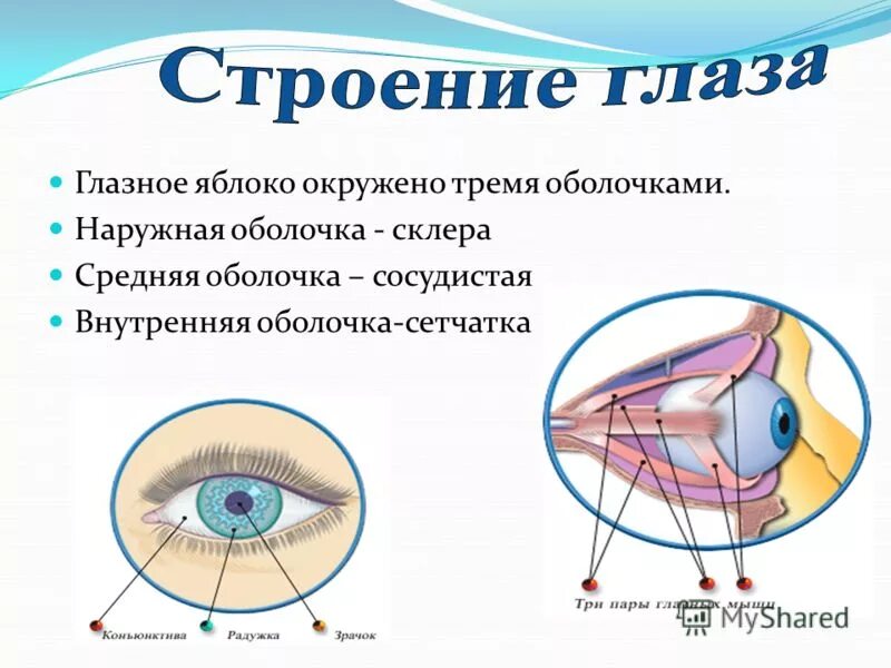 Строение глаза глазное яблоко. Структура глазного яблока схема. Строение глаза вид спереди. Анатомические структуры глазного яблока. Схематическое строение глазного яблока.