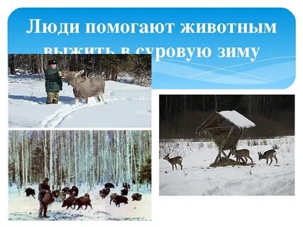 Как помочь животным в зимнее время 2