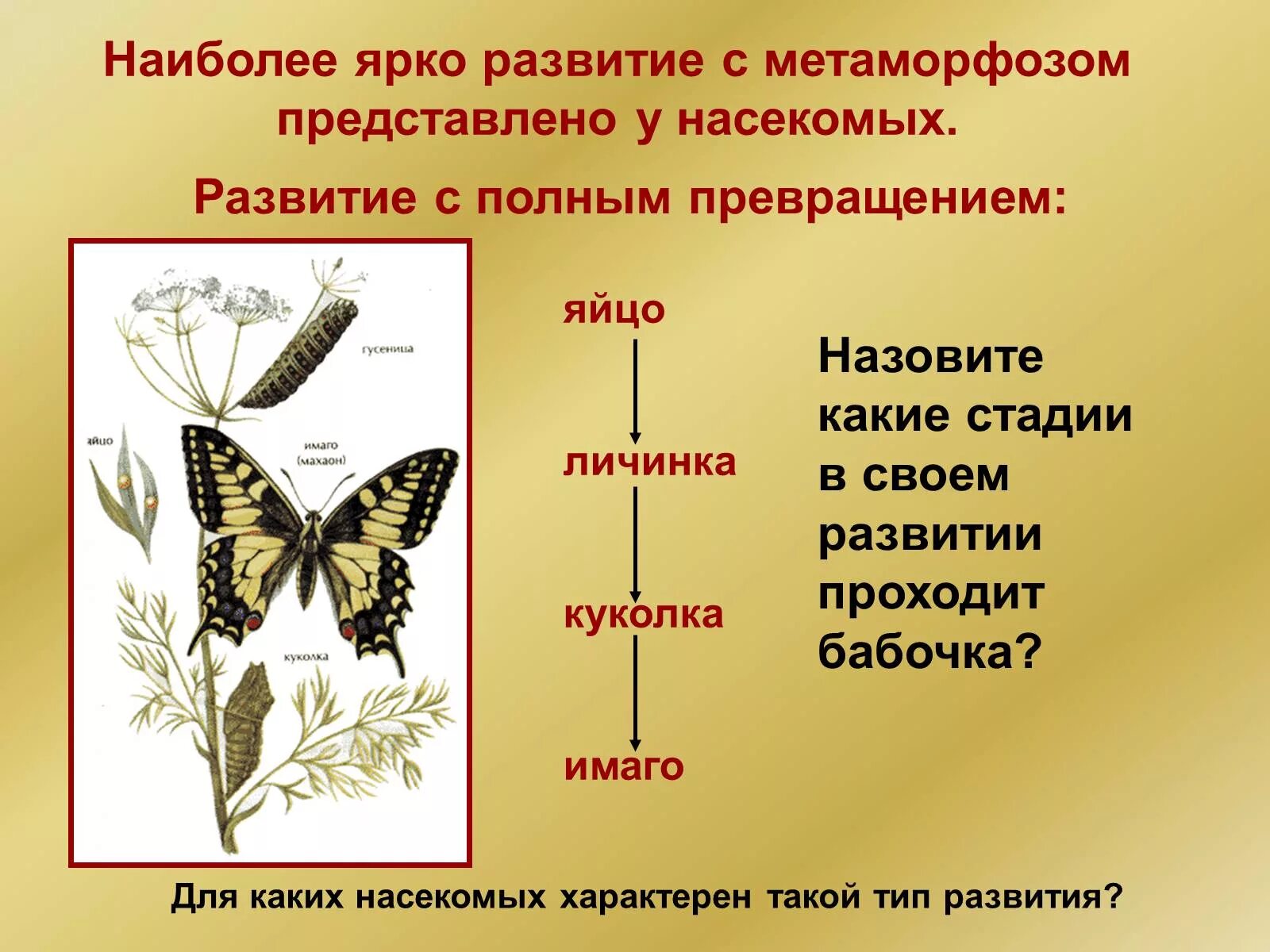 Метаморфоз 20. Яйцо личинка куколка Имаго. Насекомые постэмбриональное развитие с полным превращением. Стадии развития насекомых Имаго. Стадии развития яйцо личинка Имаго.