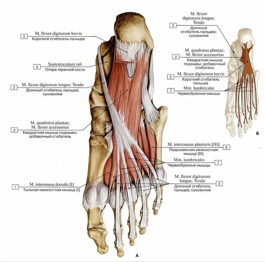 Длинный сгибатель стопы. Сгибатели пальцев стопы анатомия. Тыльные межкостные мышцы стопы функция. Короткий сгибатель пальцев стопы анатомия. Сухожилия 1 пальца стопы анатомия.